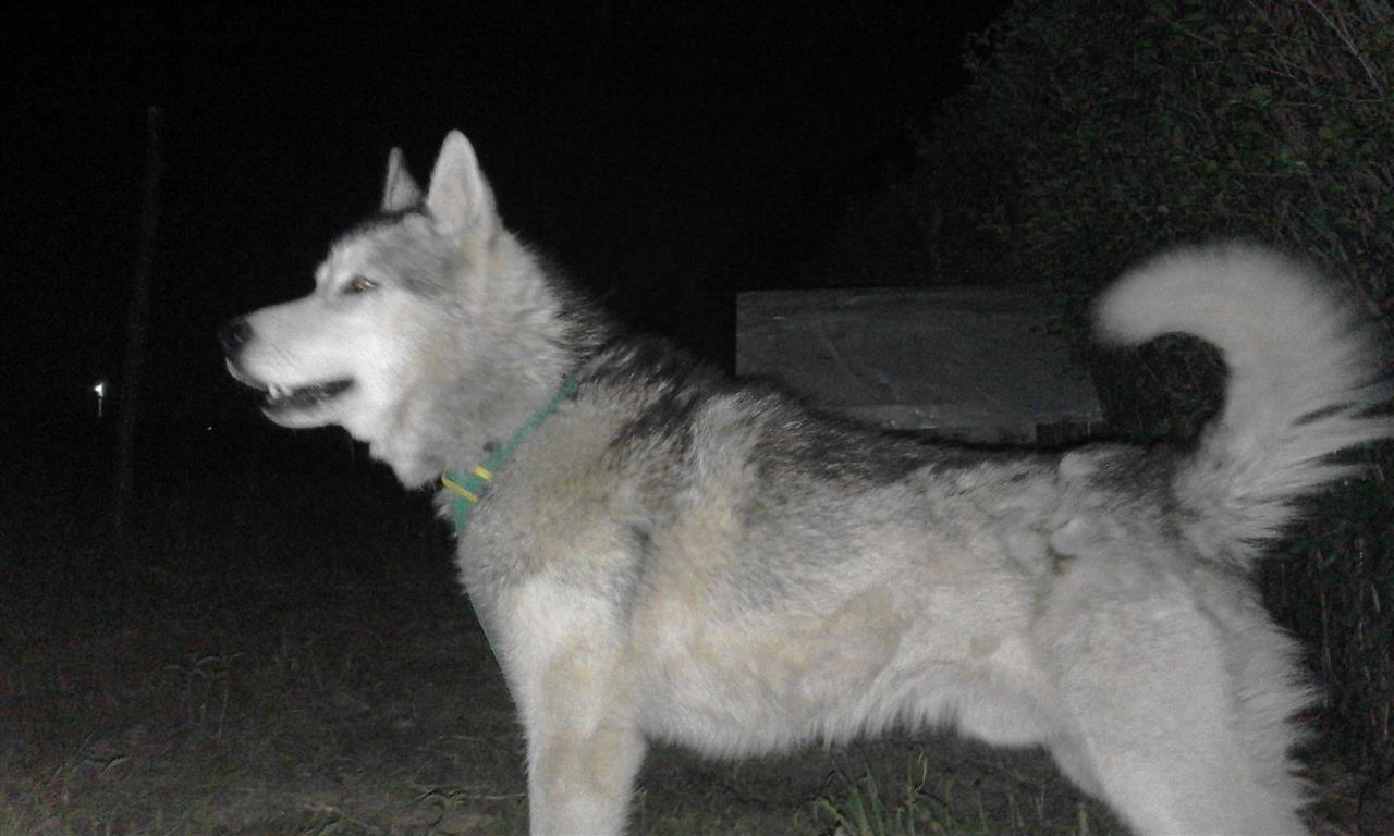 Haski