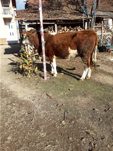 Shite lop bars