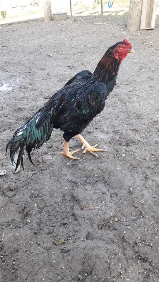 luftarak