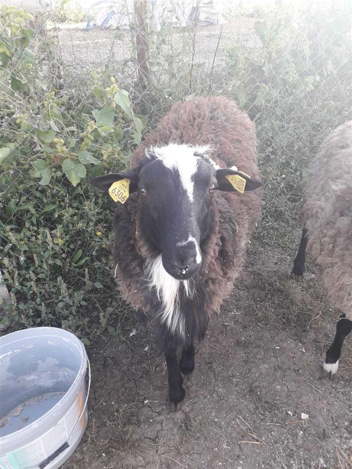 Dele