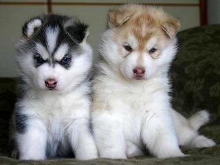 Qen Hasky