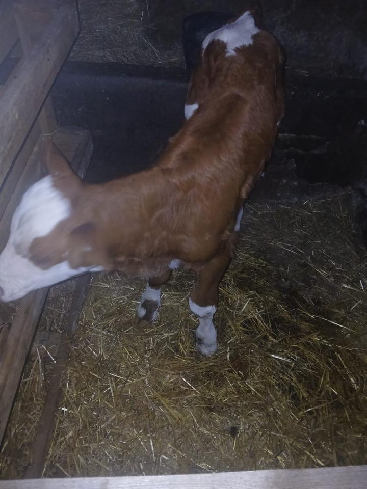 Shitet-Lopa-me-Viç