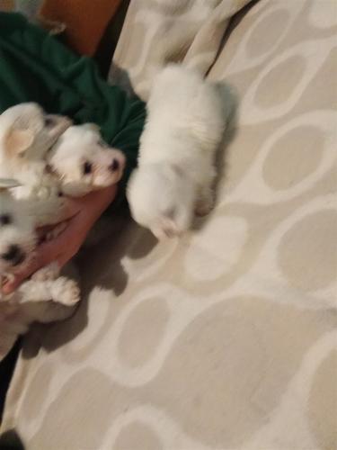 mini maltezer