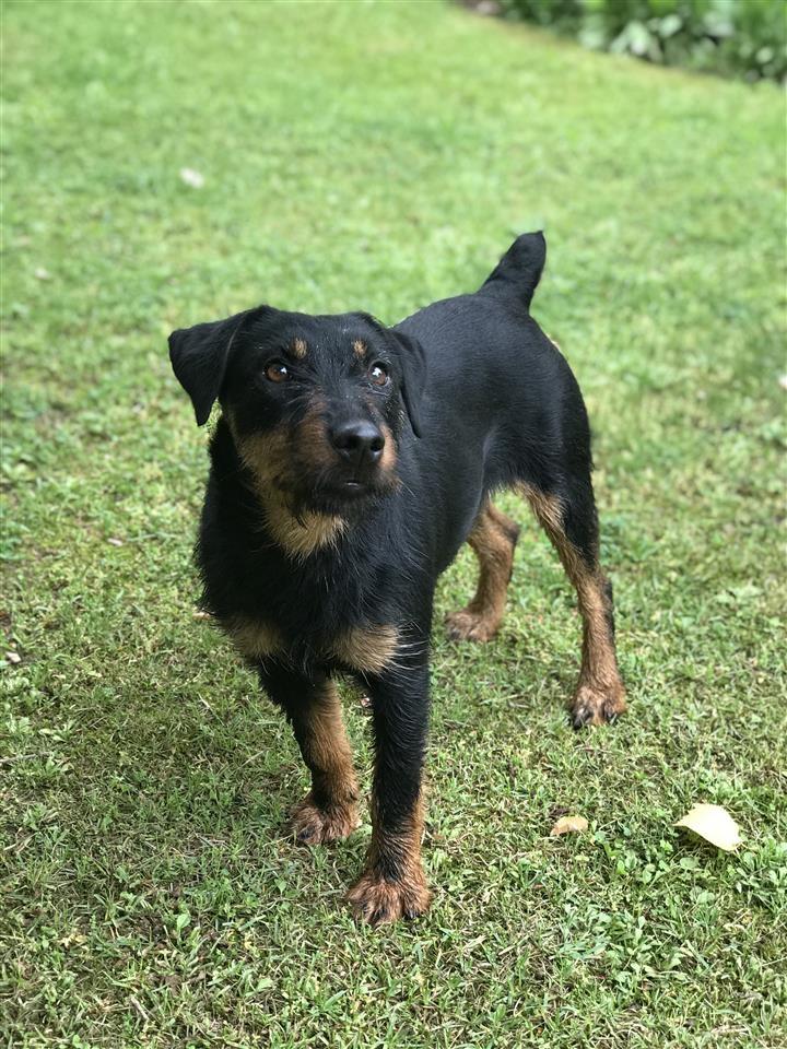 Terrier
