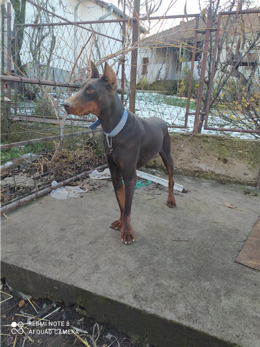 Doberman