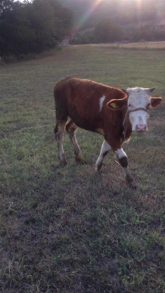 Shes-mshtjerren