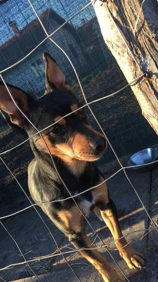 Mini-Doberman