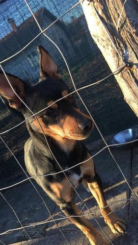 Mini Doberman