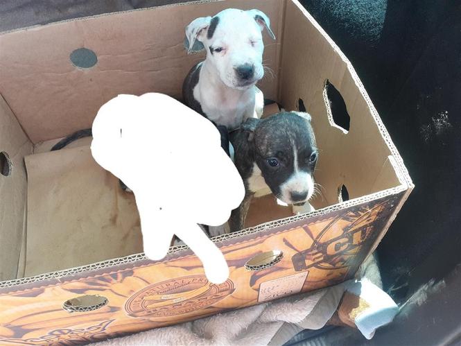 Shiten pitbullat 