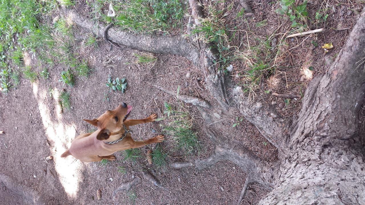 Mini-doberman----pinqier--