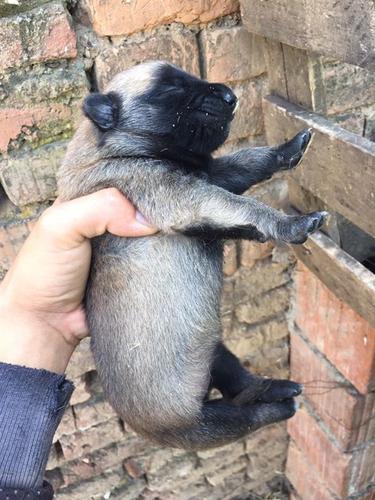 Malinois Belg