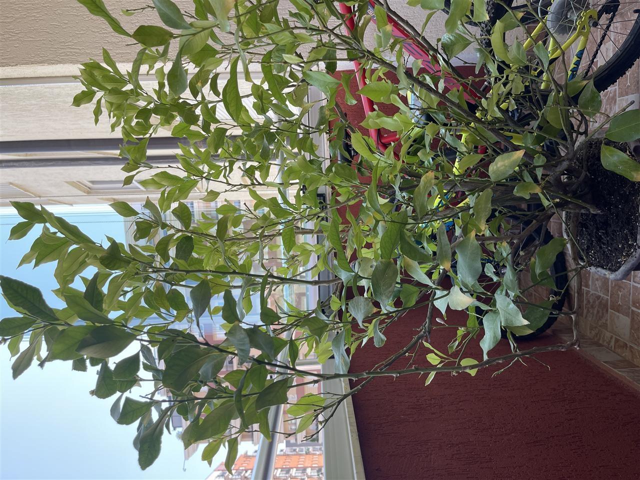 Limon