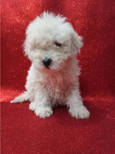 Mini pudle