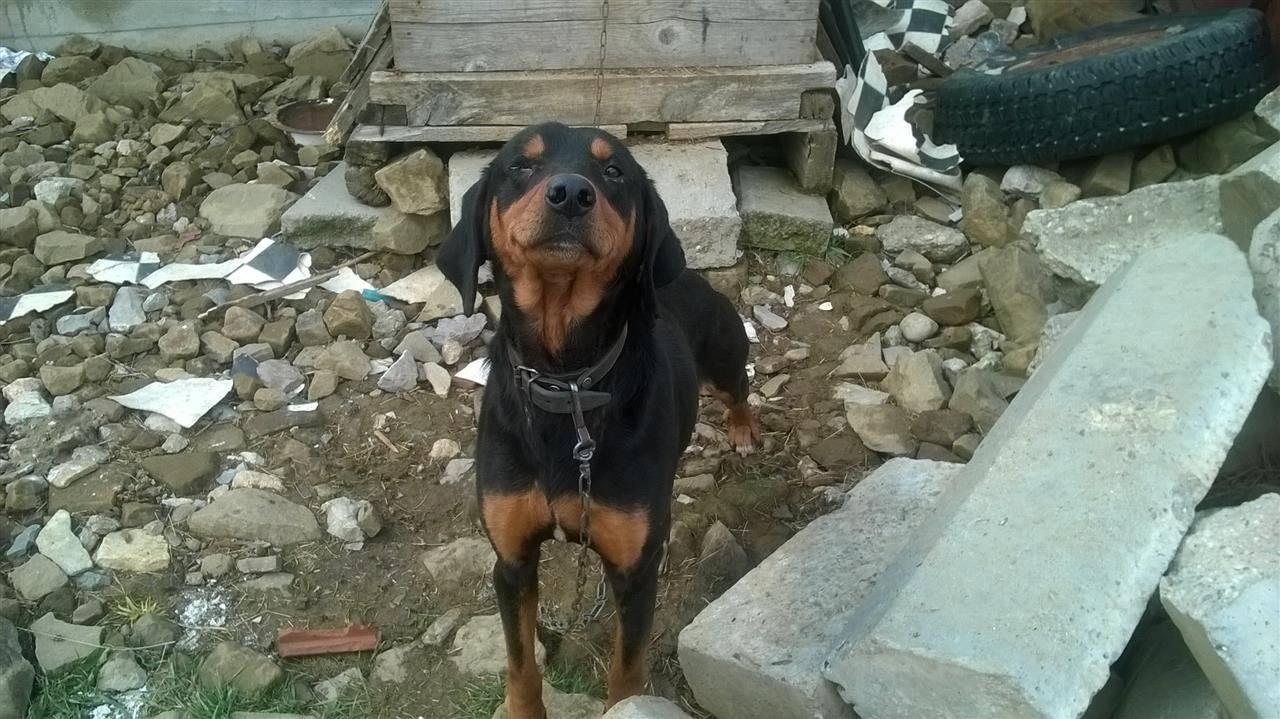 zagari