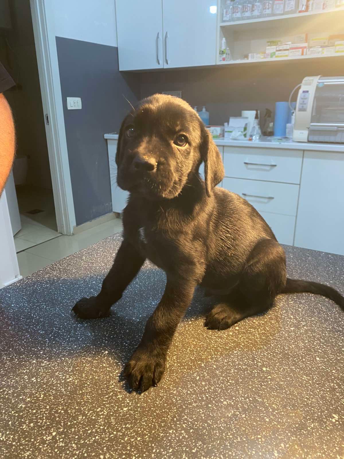 Cane-Corso