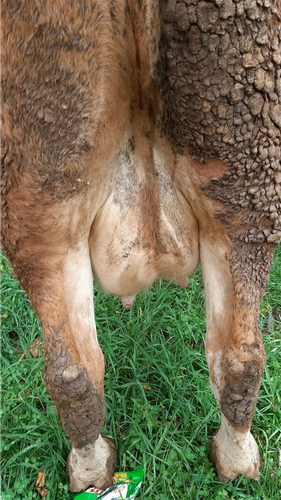 Lop