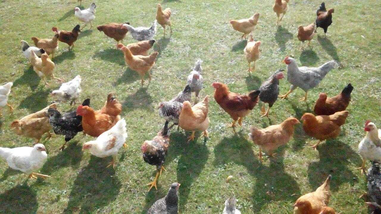 pula-te-katunit