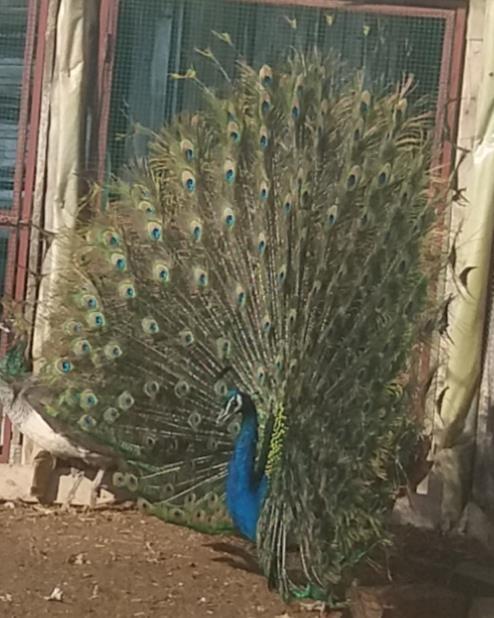 Pauna-