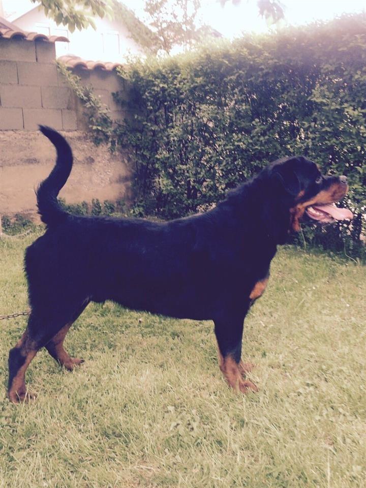Rottweiler