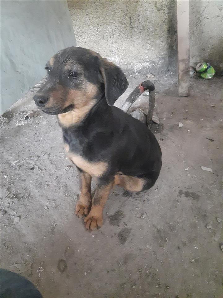 terrierka