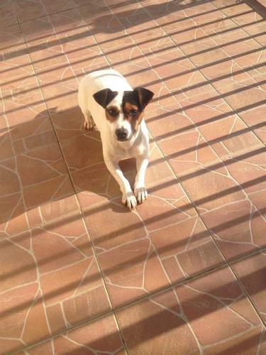 jack russel