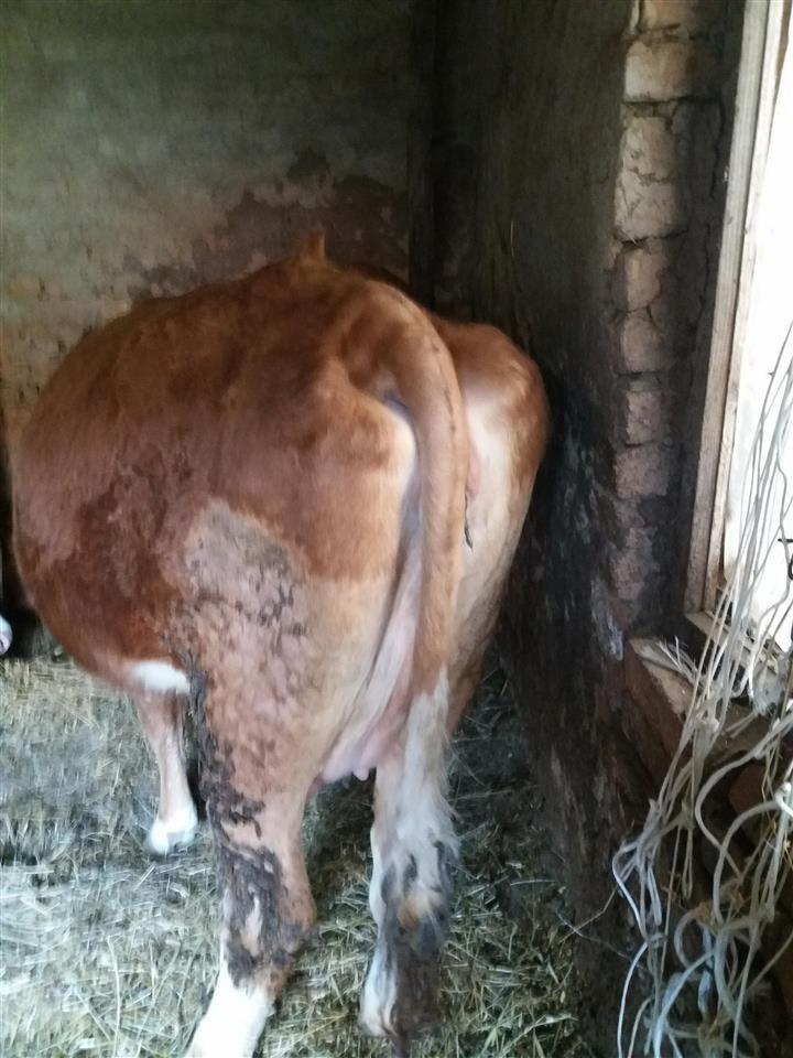 LOPA