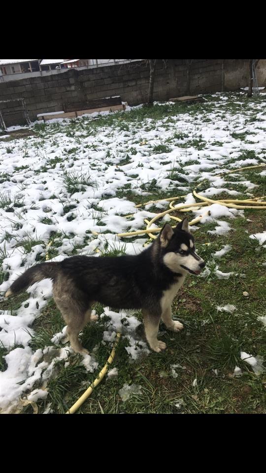 Haski-Husky