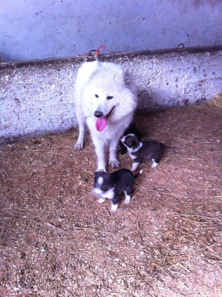 samojed