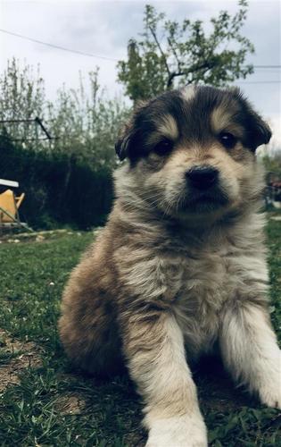 Bub