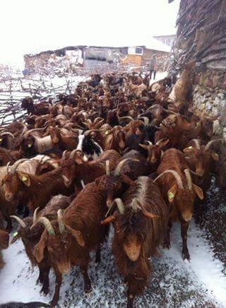 Dhi-kuqe-