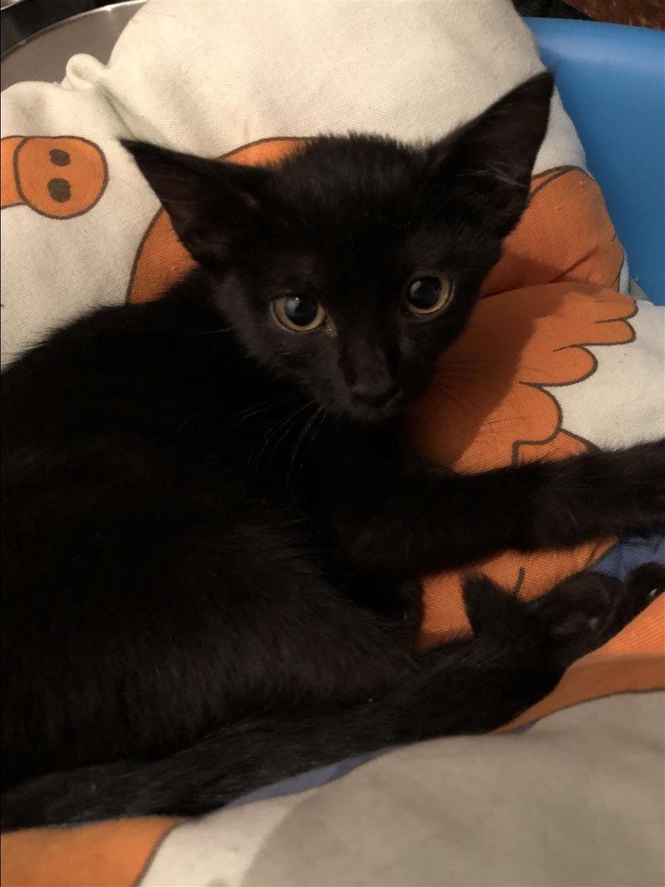 Kotele-per-adoptim-