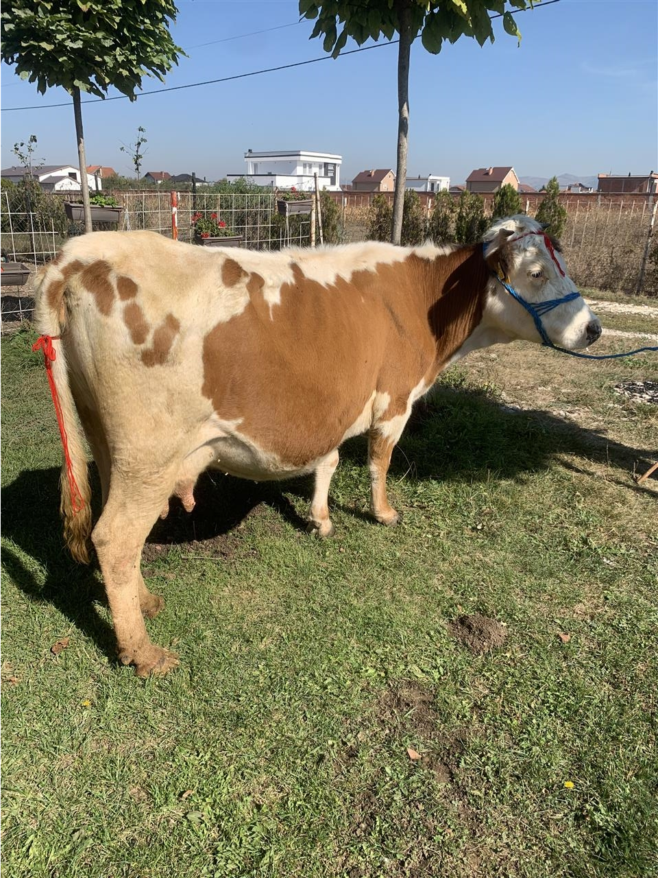 Lop-bars-