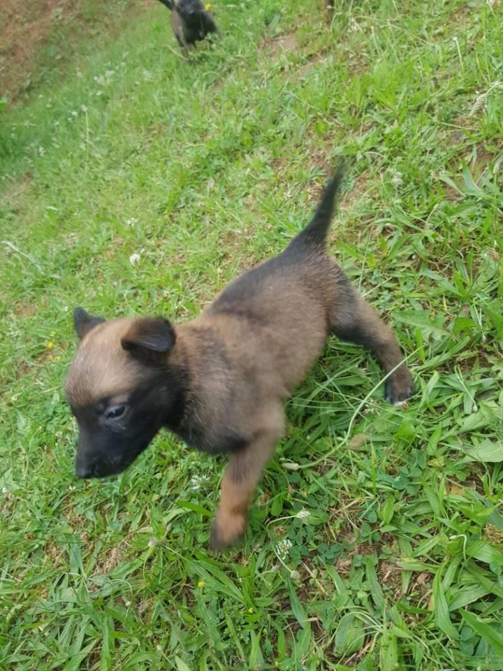 Malinois