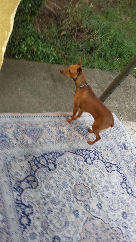 Mini-pinscher
