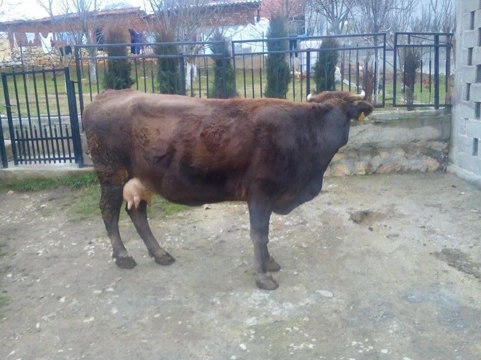 Lopa