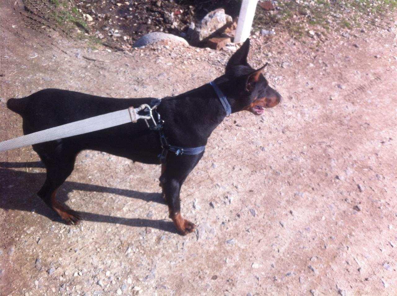 Doberman-