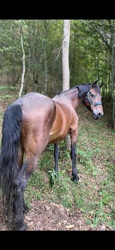 Shitet Kali, 650€