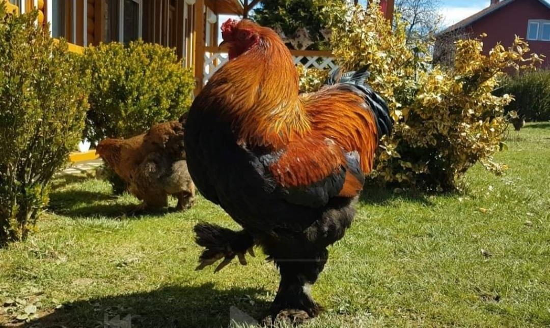 Brahma