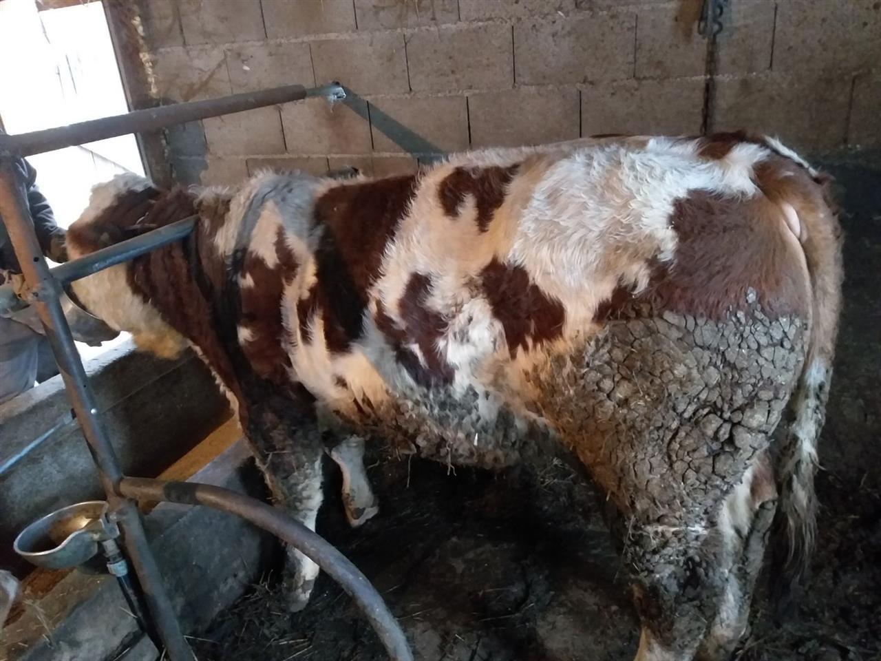 Exta-Bik