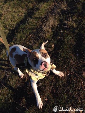 Pitbull