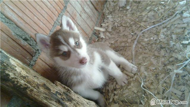 Haski