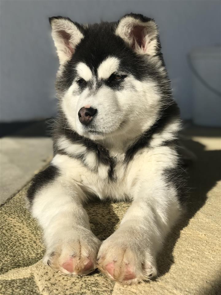 Husky