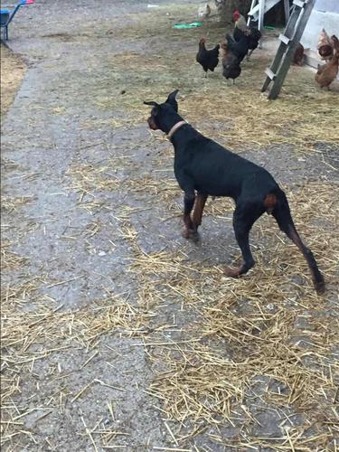 Doberman