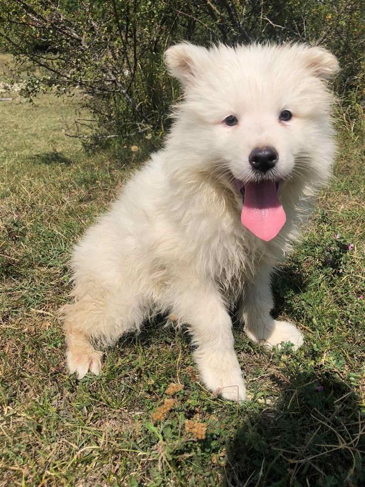 Samoyed