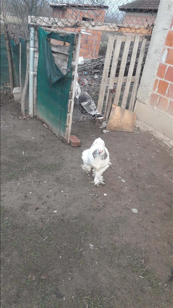Brahama