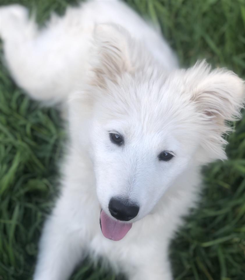 Samoyed