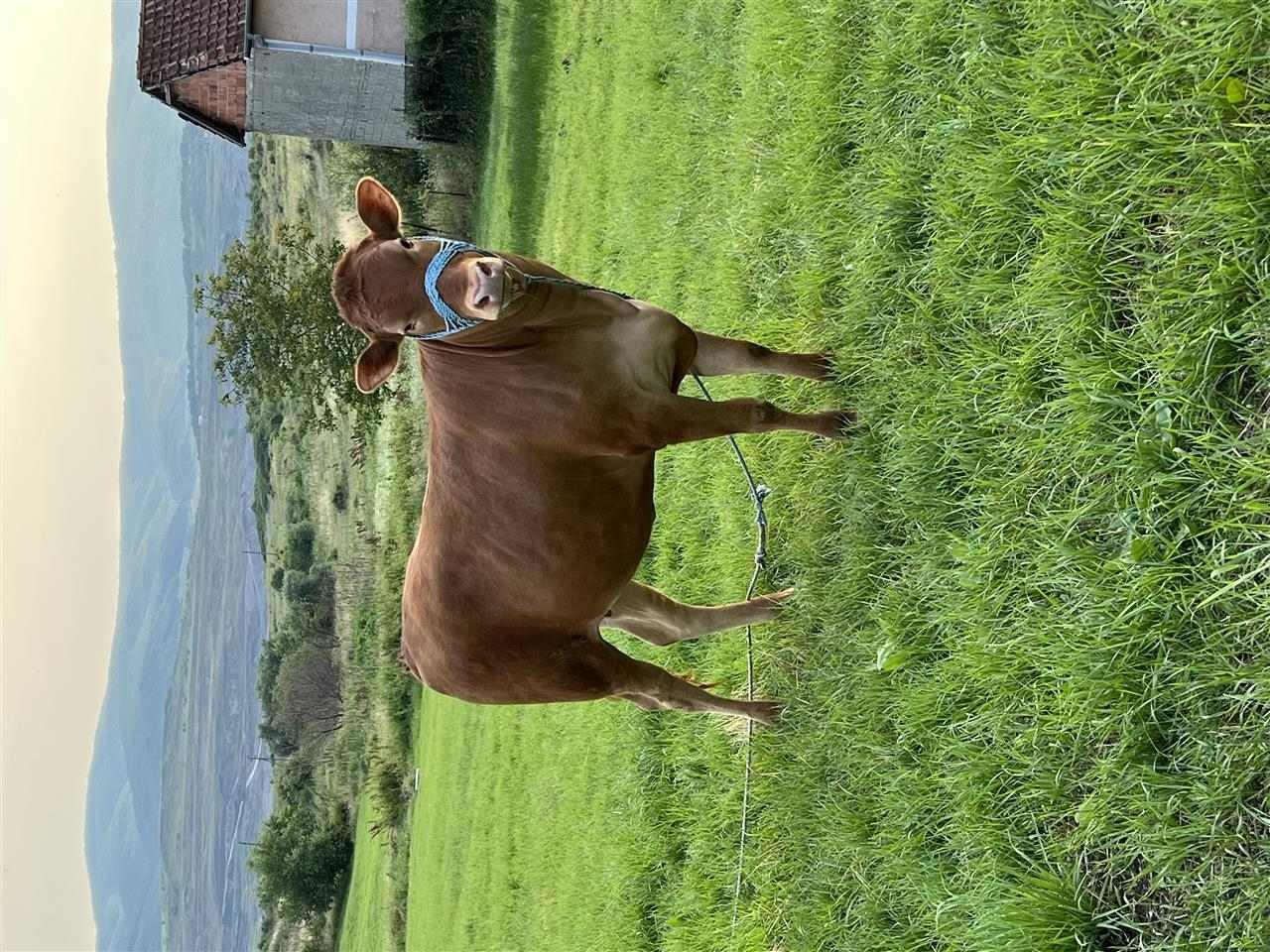 Mshtjerr-