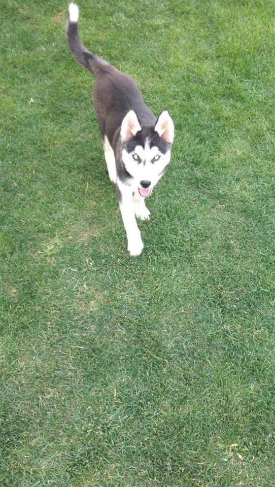 Husky--U-SHIT-