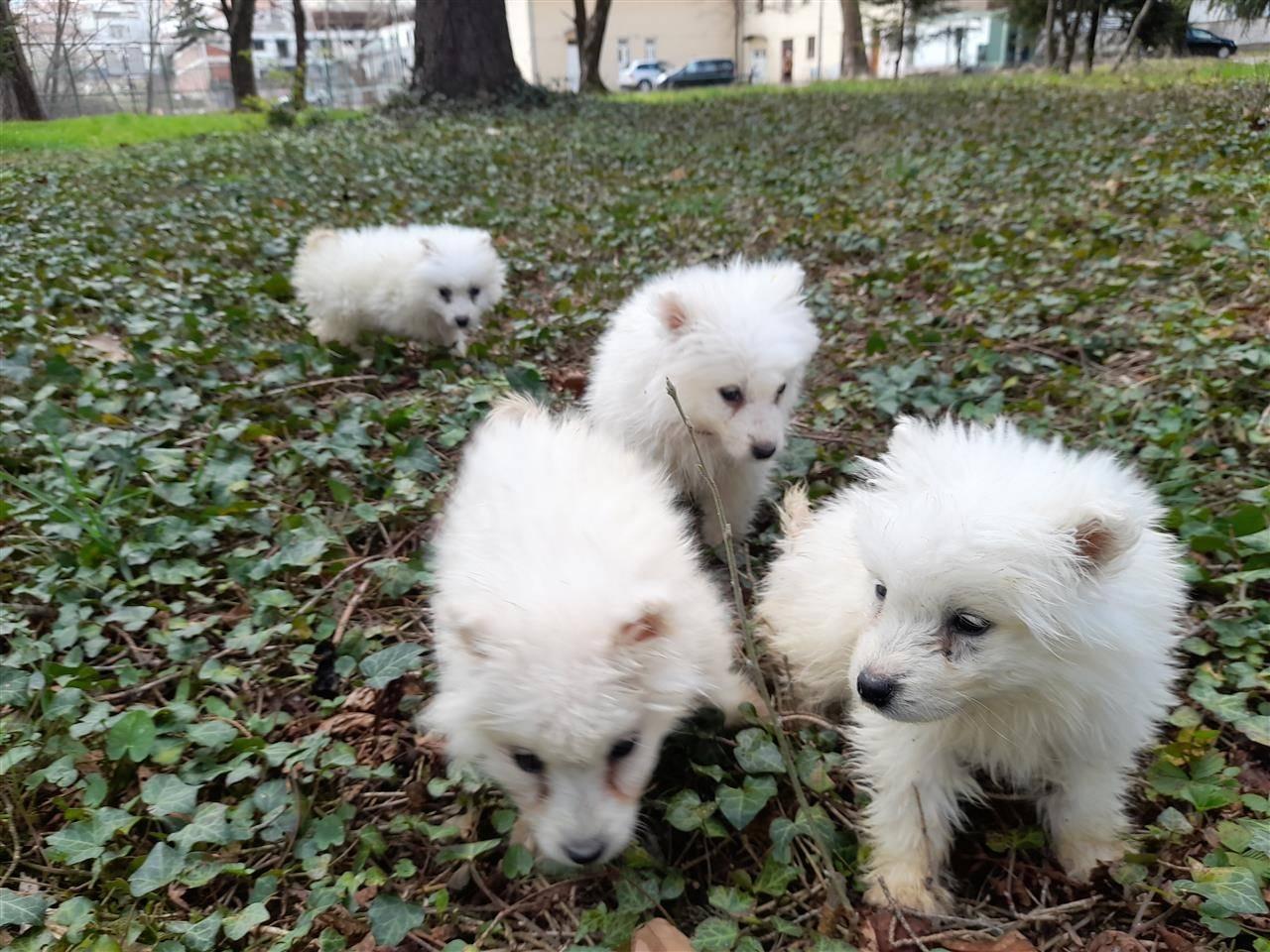 Samoyed