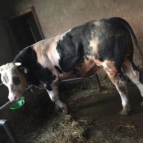 Shitet biku